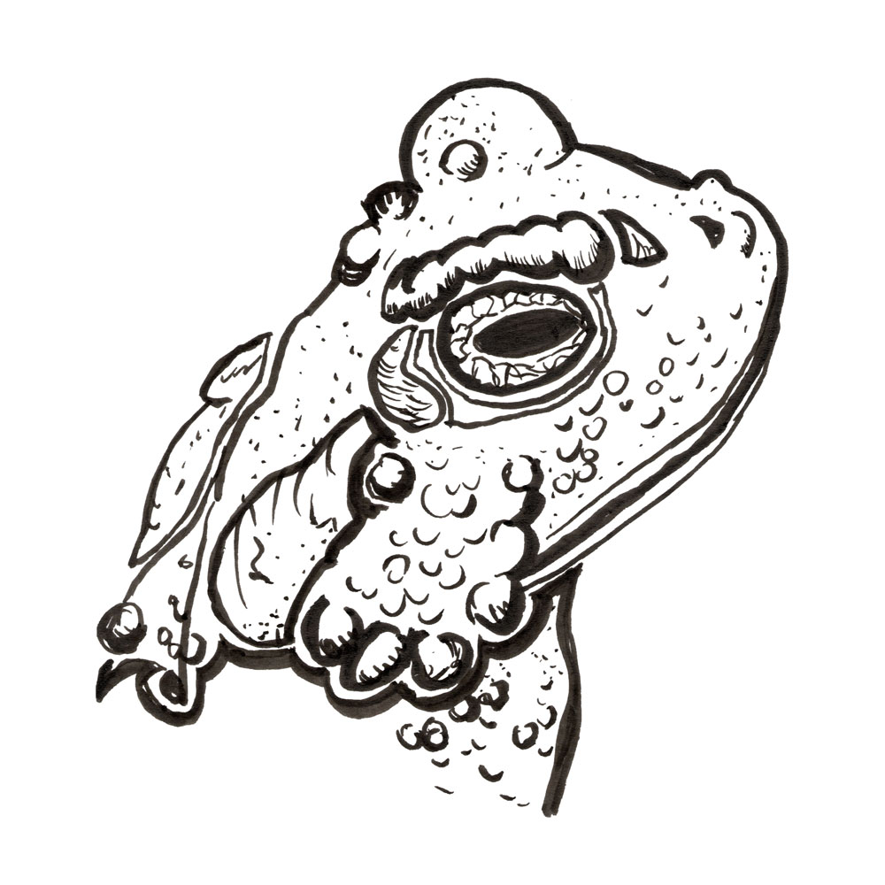 2026_AmericanToad2_CHC-sq