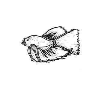 2026 Beta Fish