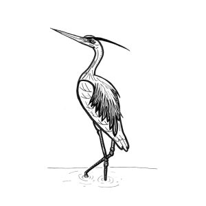 2026 Blue Heron