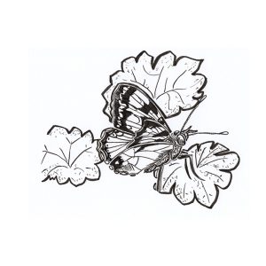 2026 Butterfly