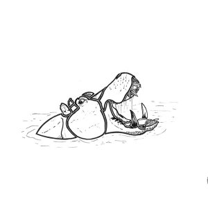 2026 Hippopotamus