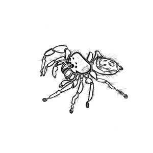 2026 Jumping Spider