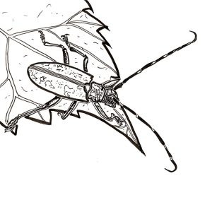 2026 Sawyer Beetle