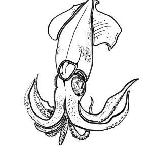 2026 Squid
